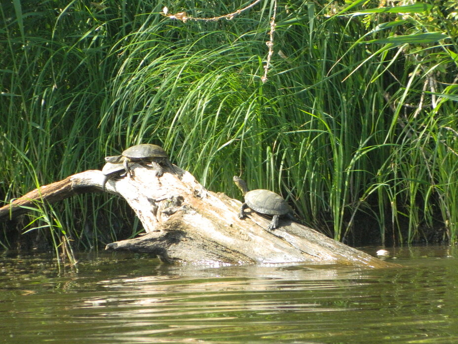 Schildkröten auf der Sonne