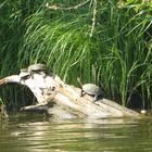 Schildkröten auf der Sonne