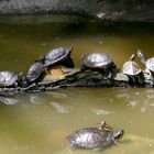 Schildkröten auf einem schmalen Pfad...