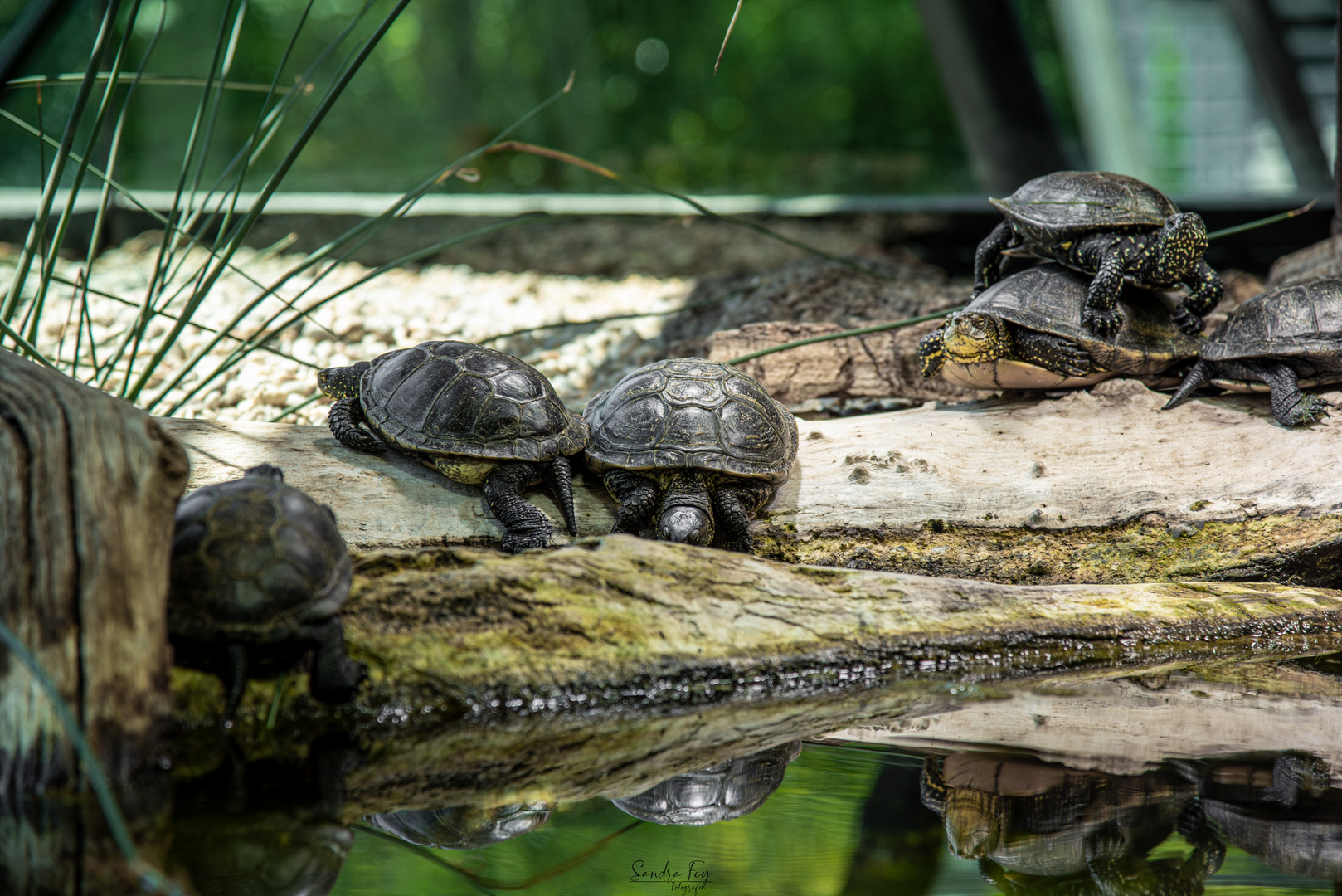 Schildkröten 