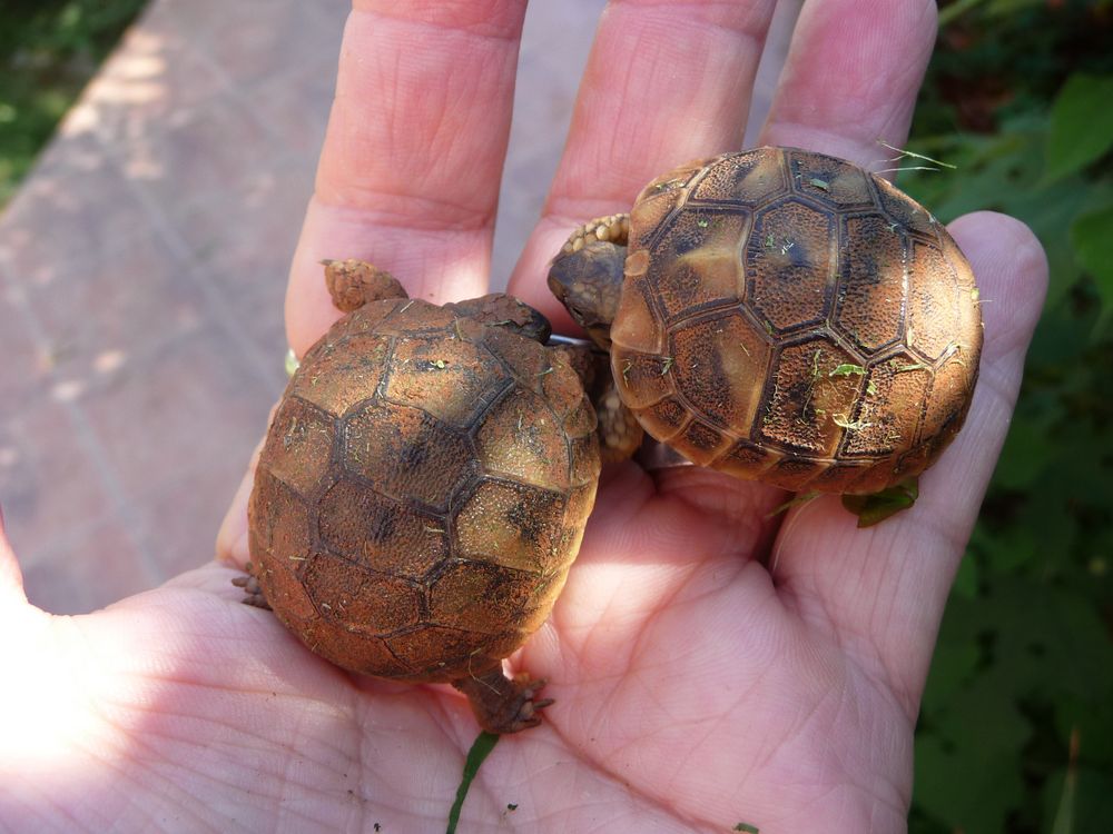Schildkröten-Babys