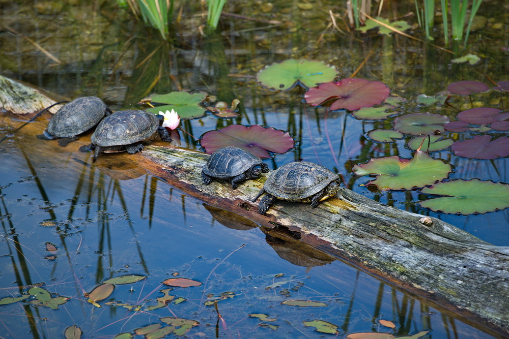 Schildkröten