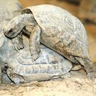 Schildkröten beim Schubkarrenrennen im Rotterdamer Zoo (Niederlande) (19.03.2012)