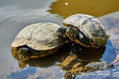 Schildkröten beim sonnen