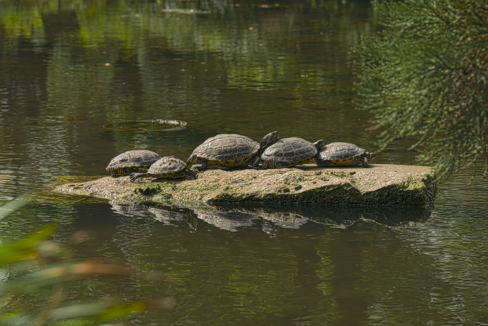 Schildkröten beim Sonnenbaden