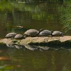 Schildkröten beim Sonnenbaden