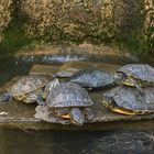 Schildkröten beim Treppenaufgang zur Villa Carlotta in Tremezzo