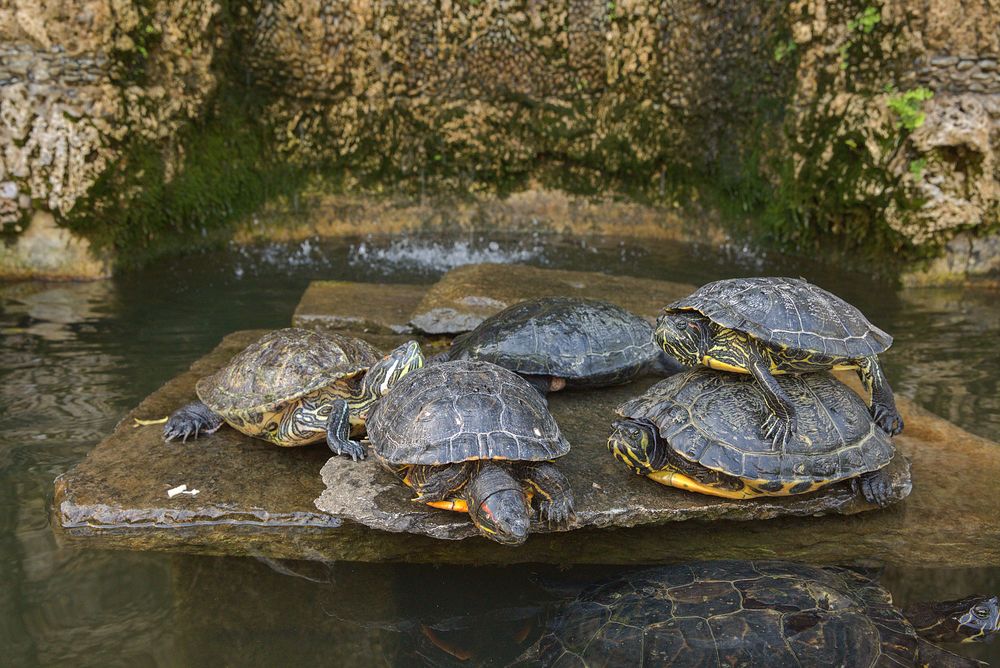 Schildkröten beim Treppenaufgang zur Villa Carlotta in Tremezzo