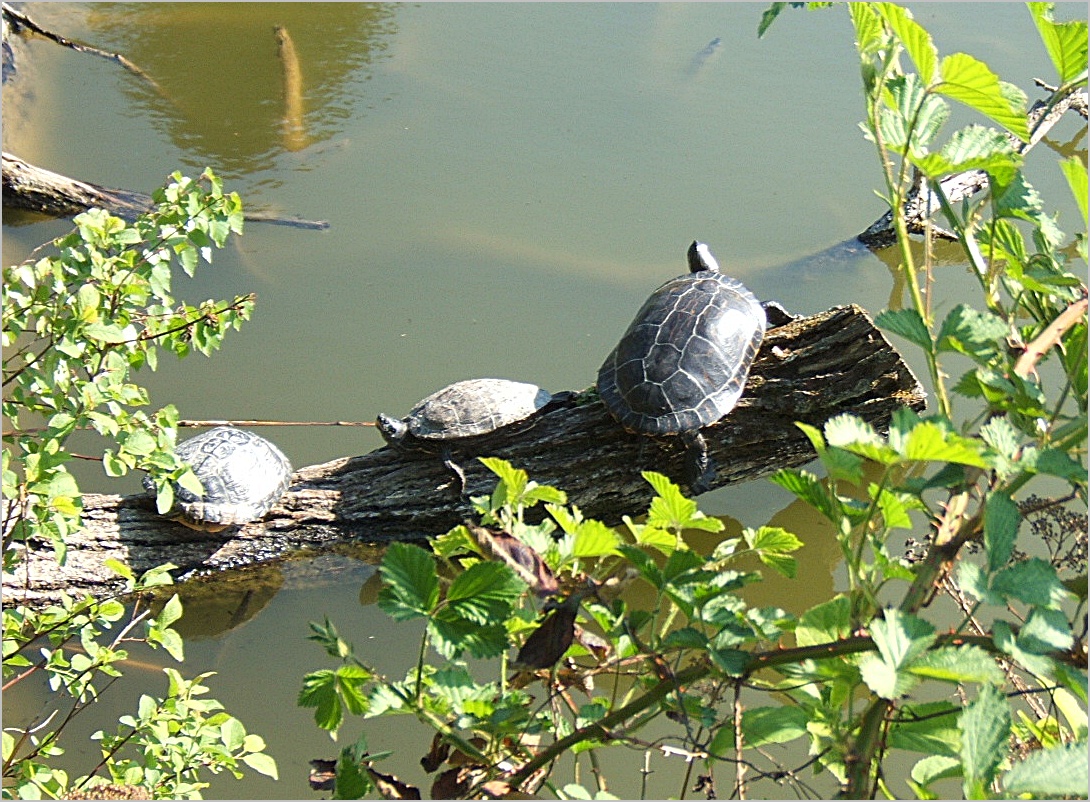 Schildkröten bot.Garten