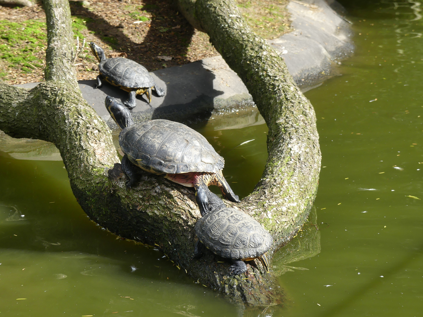 Bis Wieviel Grad Können Schildkröten Draußen Bleiben www.fotocommunity.de