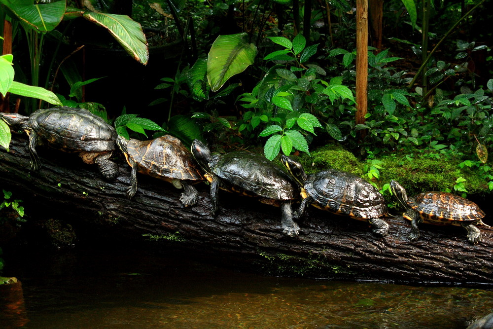 Schildkröten