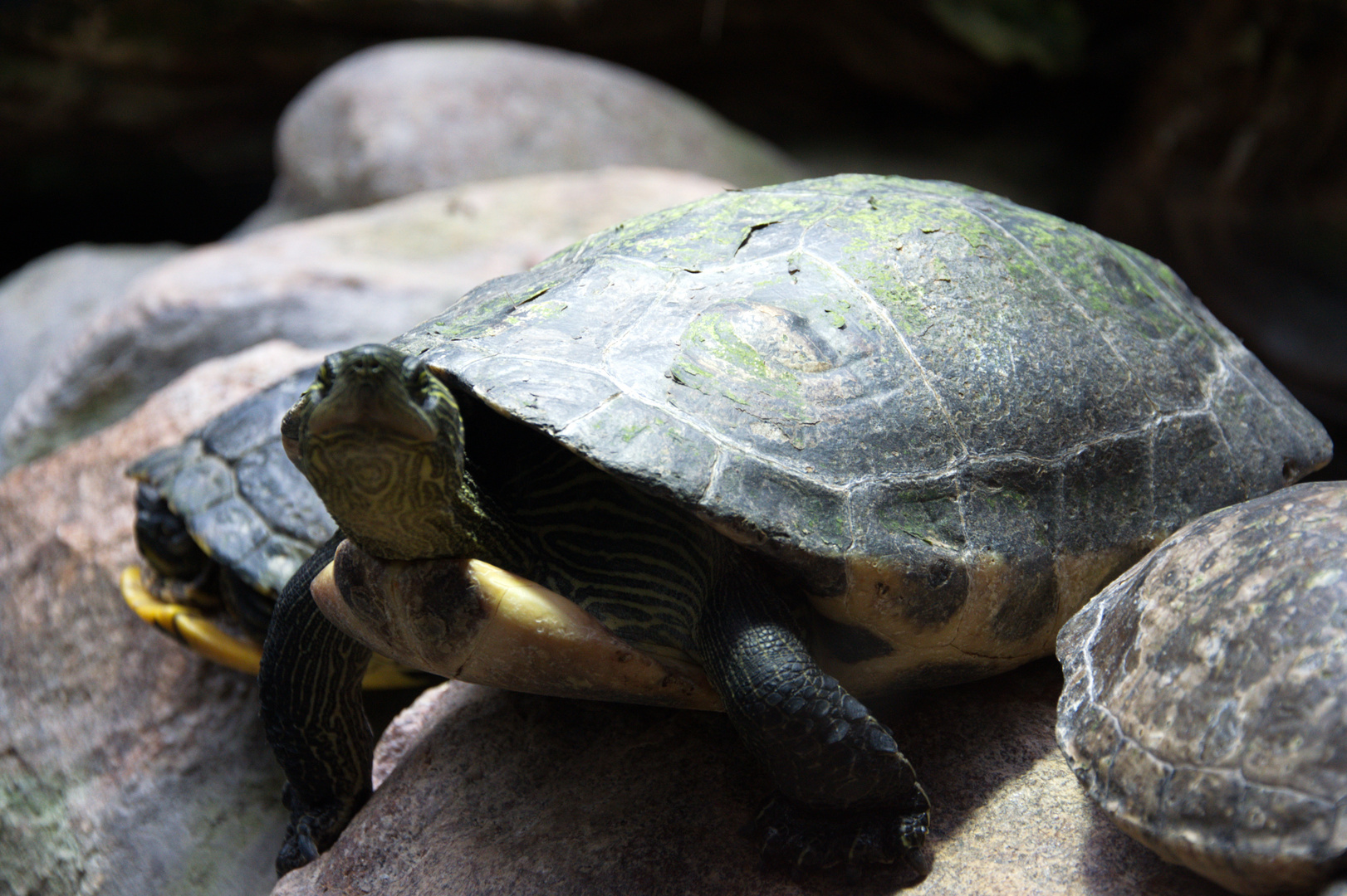 Schildkröten