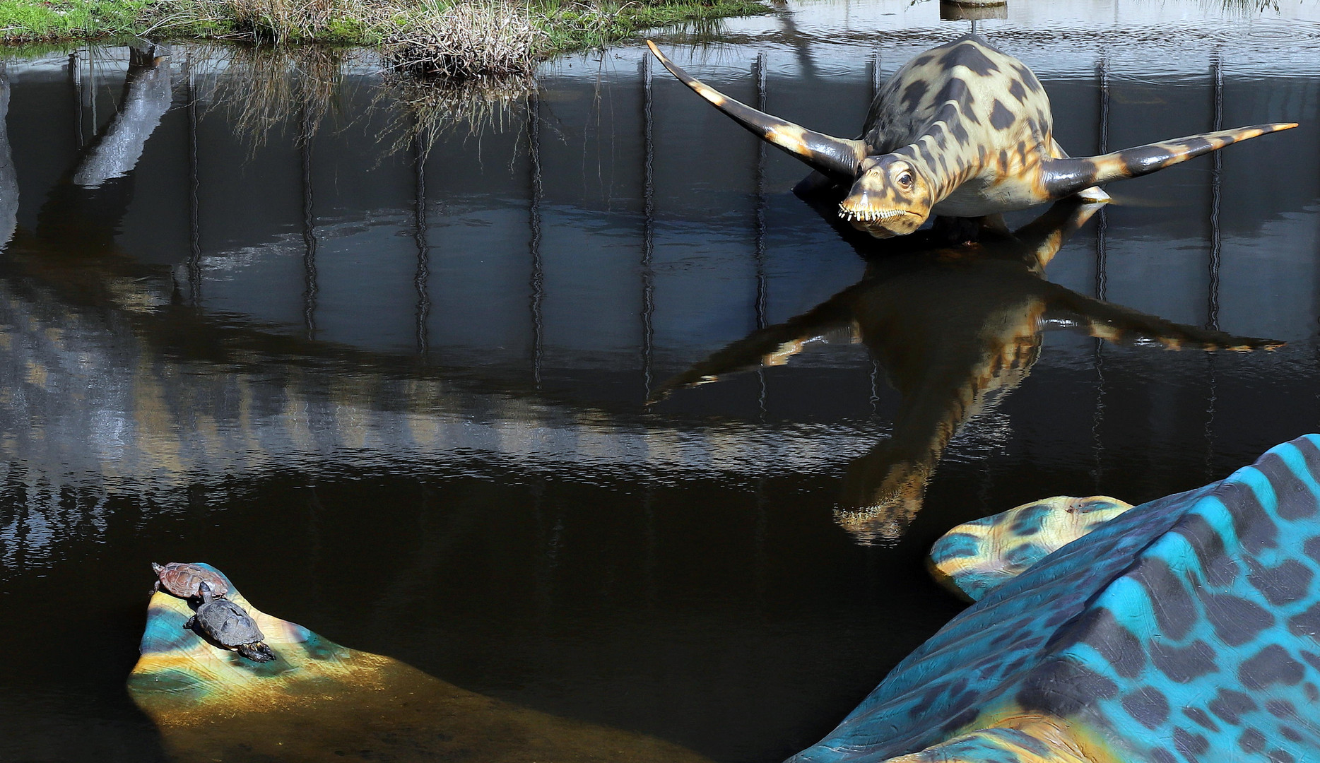 schildkröten