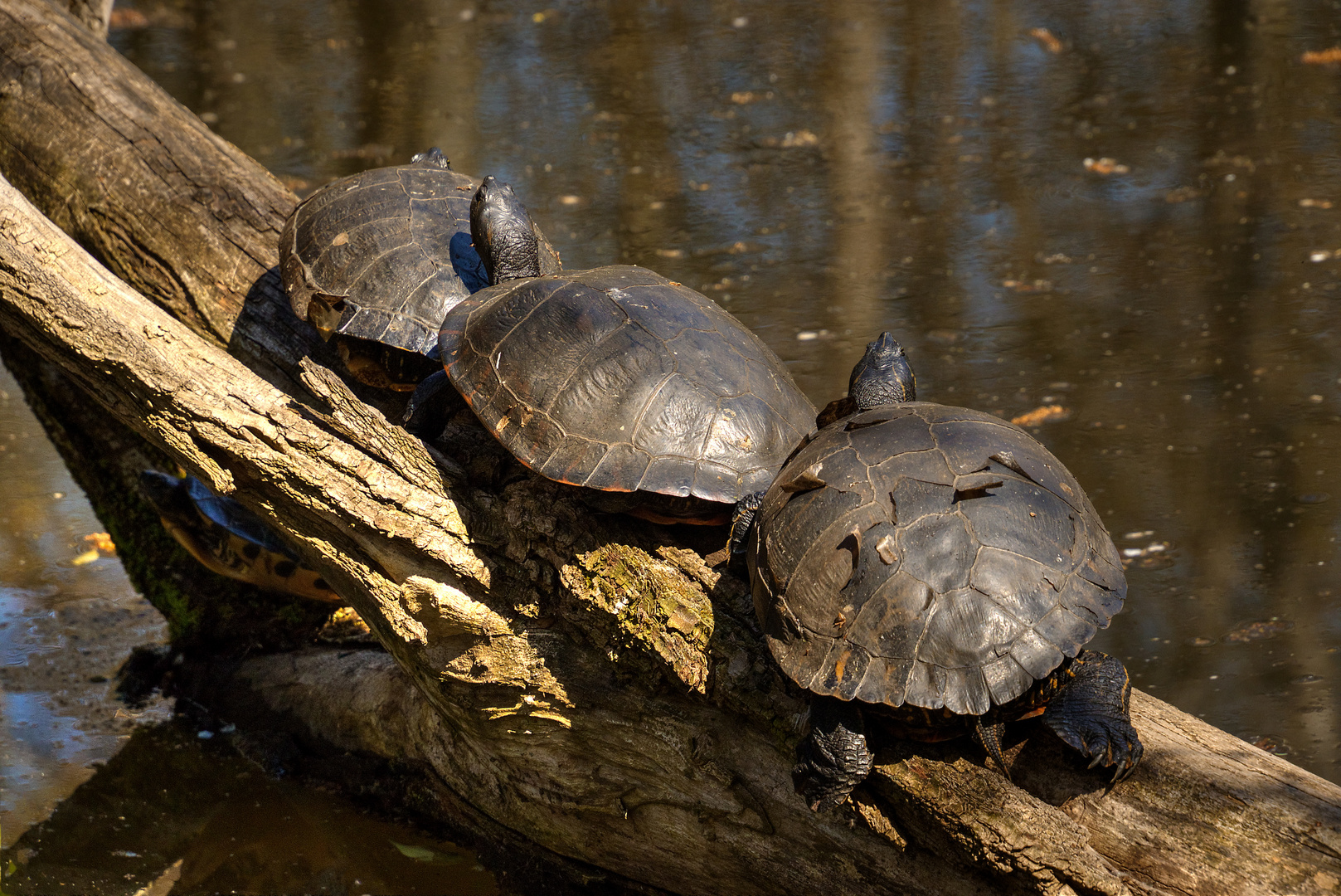 Schildkröten