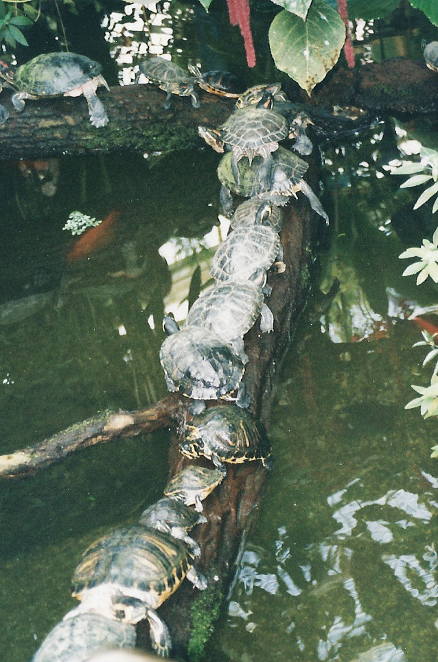 Schildkröten von Günther Gruchala 