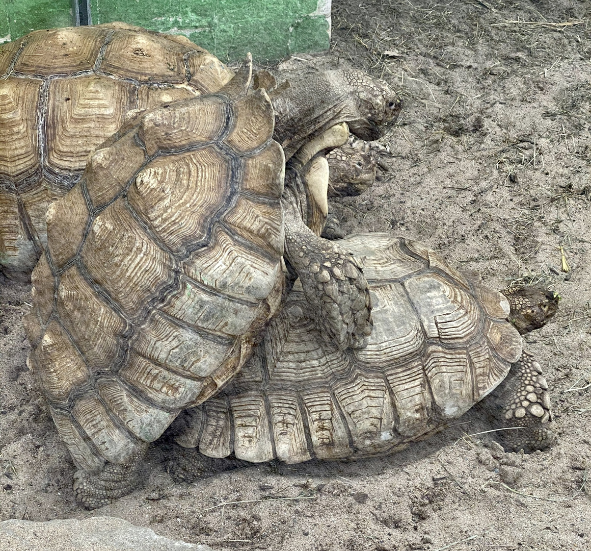 Schildkröten Freude