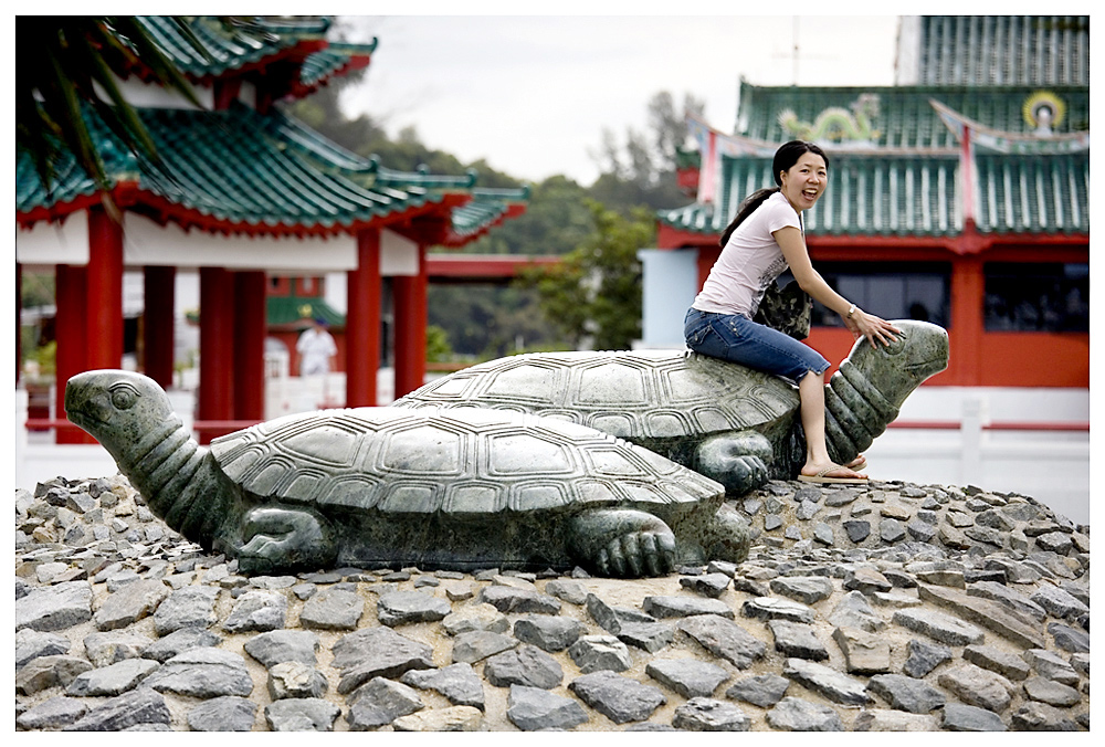 Schildkröten führen nichts im Schilde außer sich selbst.     © Ulrich Erckenbrecht