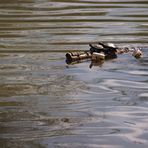 Schildkröten ganz allein auf dem See