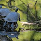 Schildkröten genießen