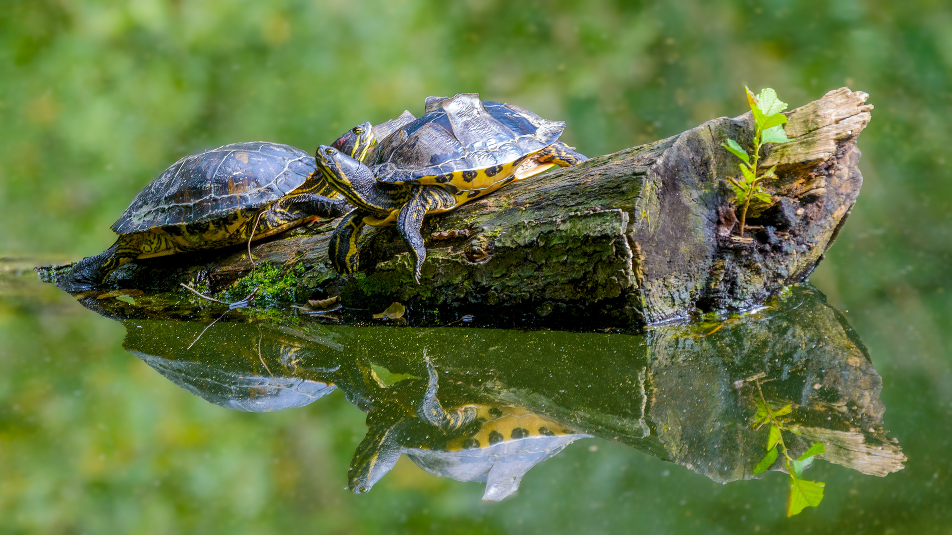 Schildkröten im Angelteich.