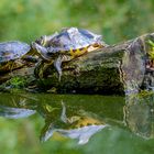 Schildkröten im Angelteich.