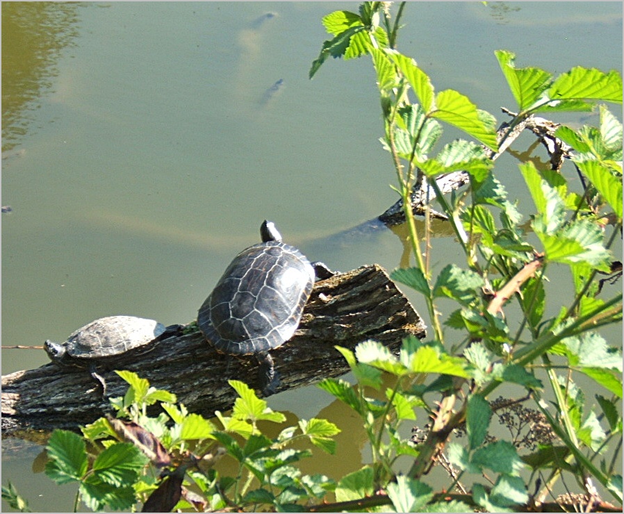 Schildkröten im bot. Garten