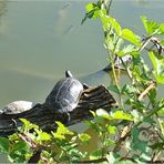 Schildkröten im bot. Garten