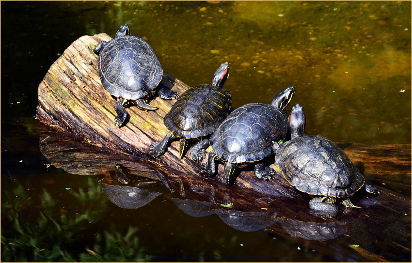 Schildkröten im Duisburger Zoo