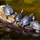 Schildkröten im Duisburger Zoo