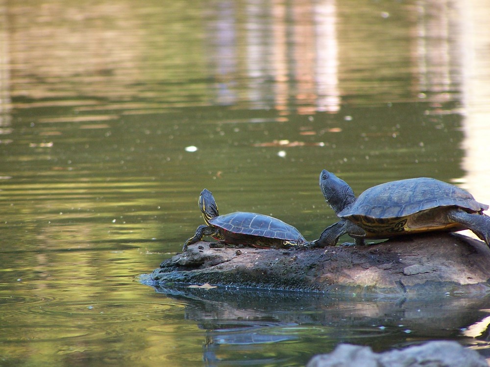 Schildkröten im Freien