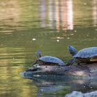 Schildkröten im Freien