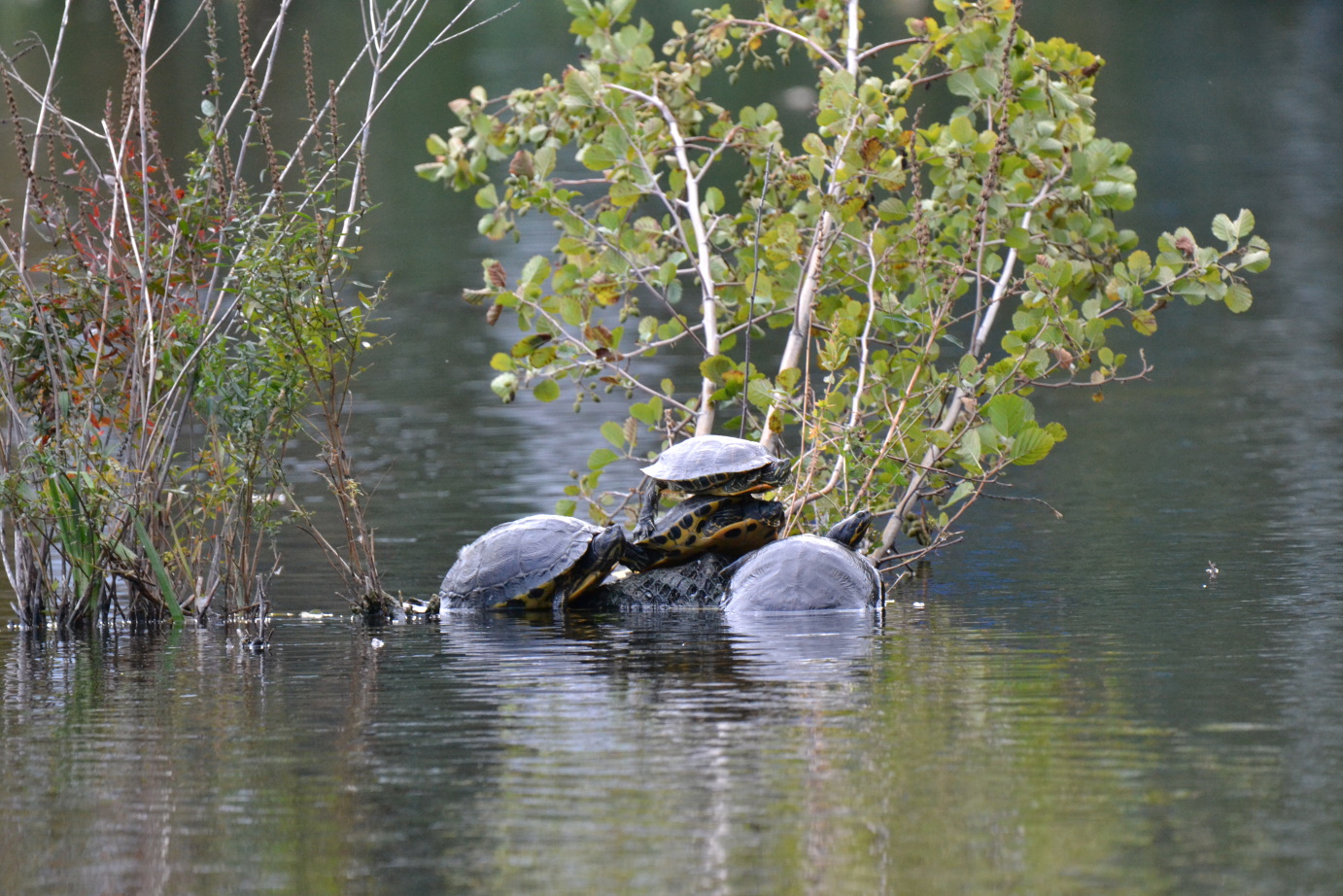 Schildkröten im Herbst