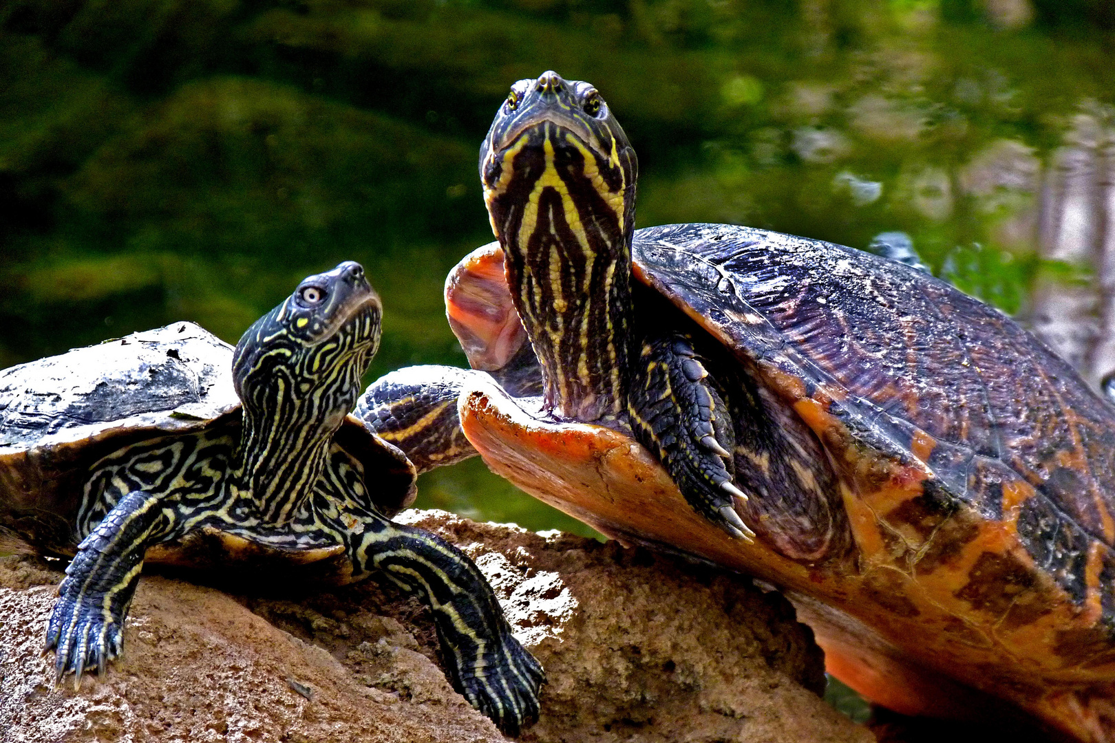 Schildkröten im Schmetterlingshaus Bendorf-Sayn