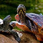 Schildkröten im Schmetterlingshaus Bendorf-Sayn