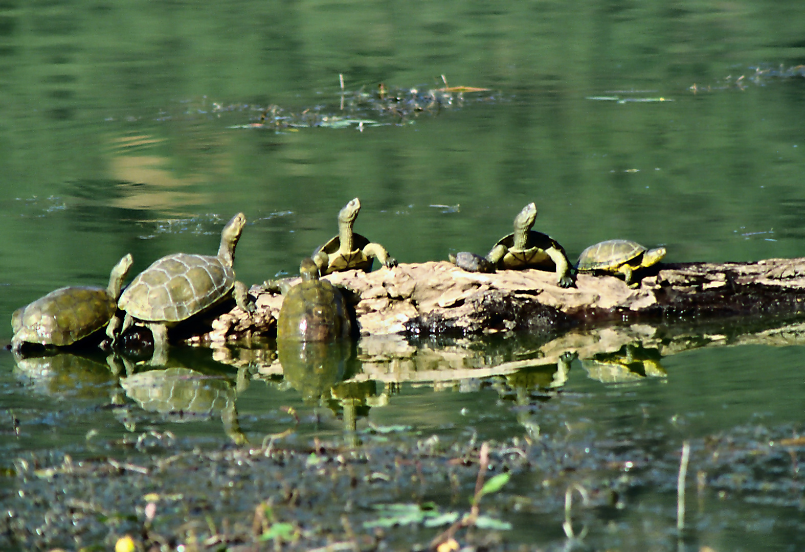 Schildkröten im See 01