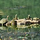 Schildkröten im See 01