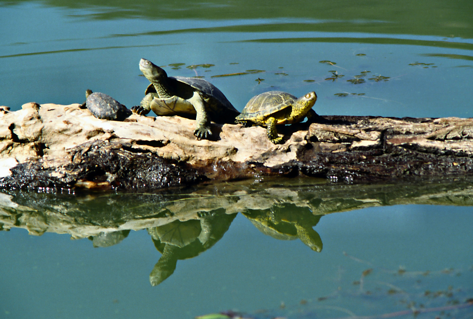 Schildkröten im See 02 