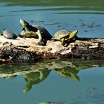 Schildkröten im See 02 