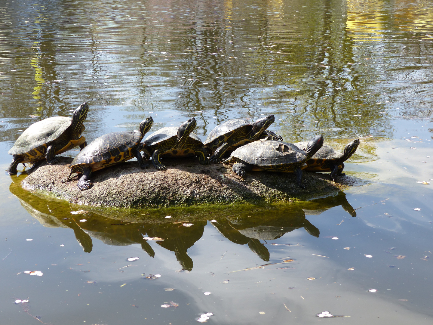 Schildkröten im Sonnenbad