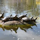 Schildkröten im Sonnenbad