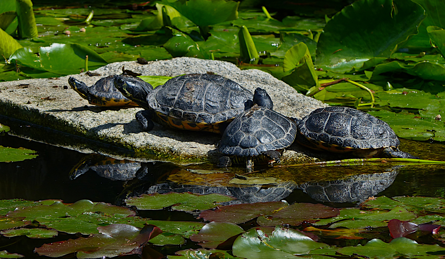 Schildkröten im Spiegel 