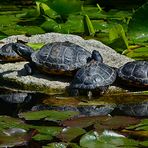 Schildkröten im Spiegel 
