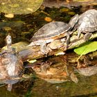 Schildkröten im Spiegel
