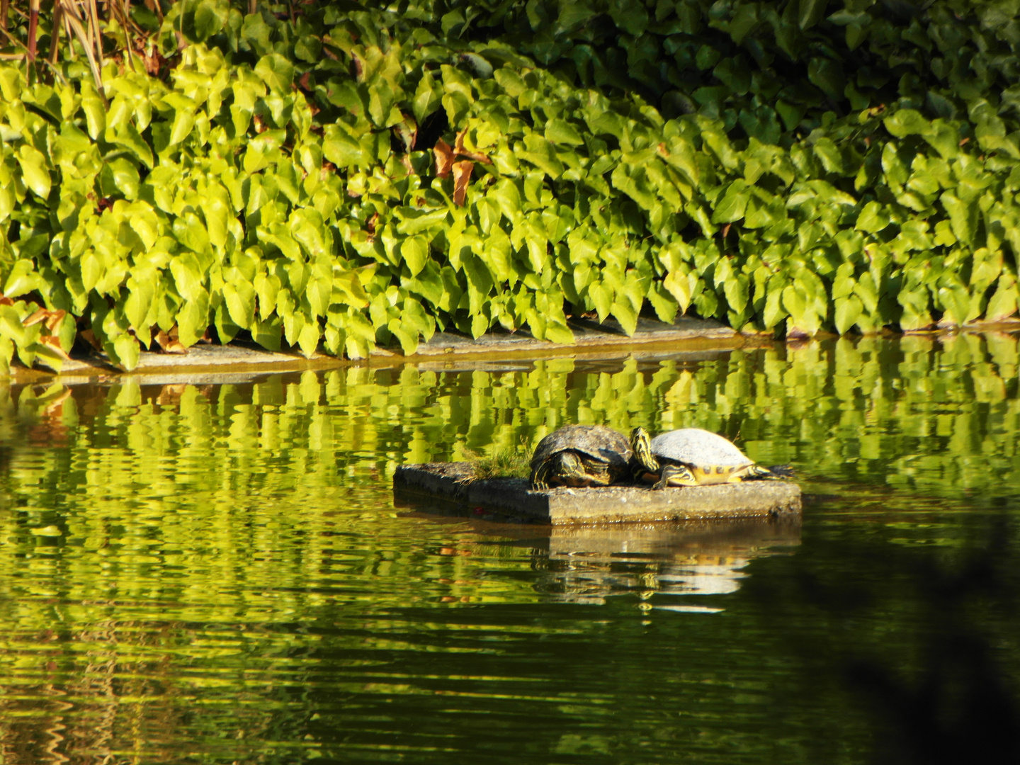 Schildkröten im Teich Foto & Bild tiere, wildlife, wildlife sonstige