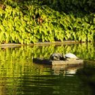 Schildkröten im Teich