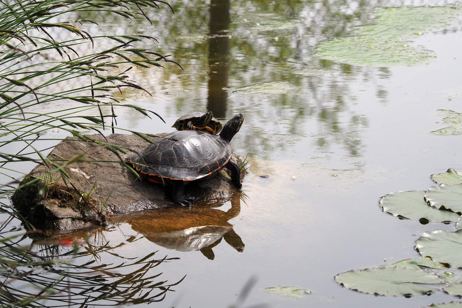 schildkröten im teich