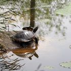 schildkröten im teich