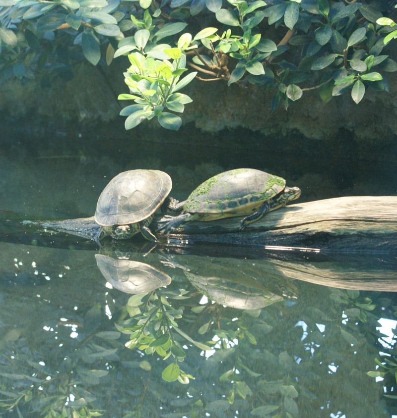 Schildkröten im Wasserspiegel