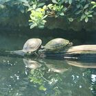 Schildkröten im Wasserspiegel