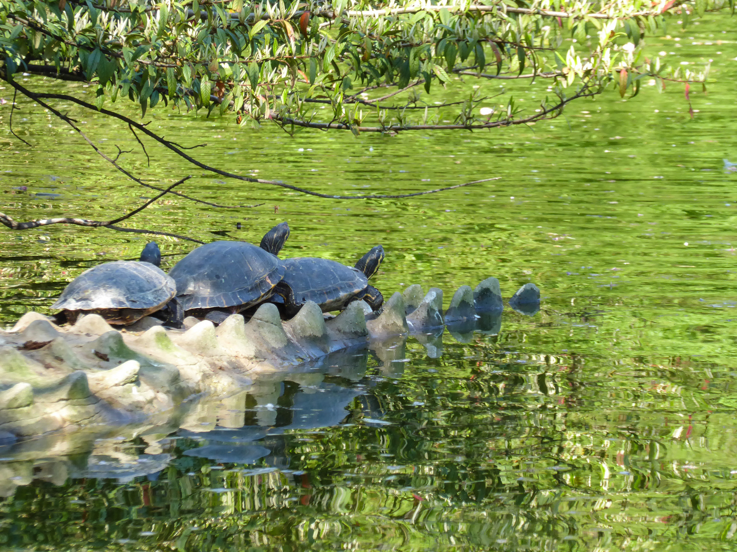 Schildkröten in der Sonne